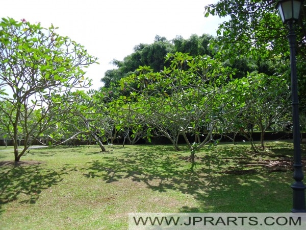 Botanical and Experimental Garden in Singapore