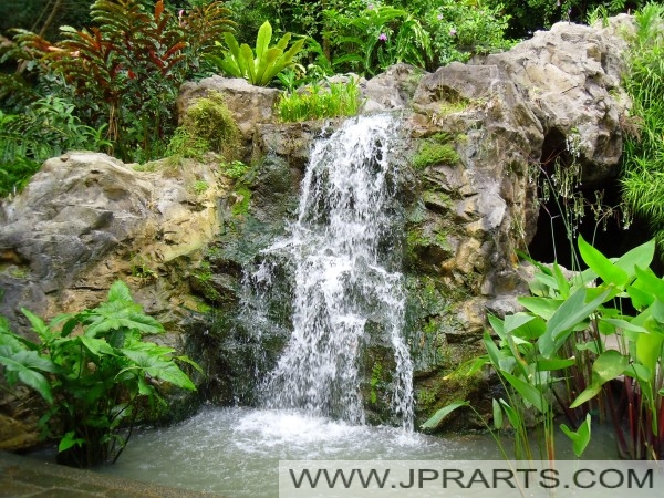 Ginger Garden Singapore Botanic Garden