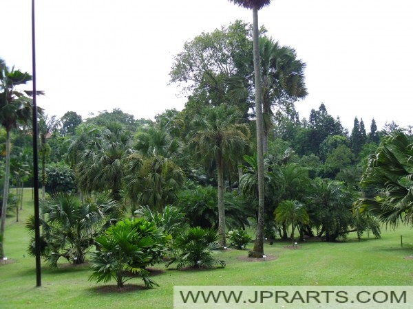 Jardin Botanique de Singapour