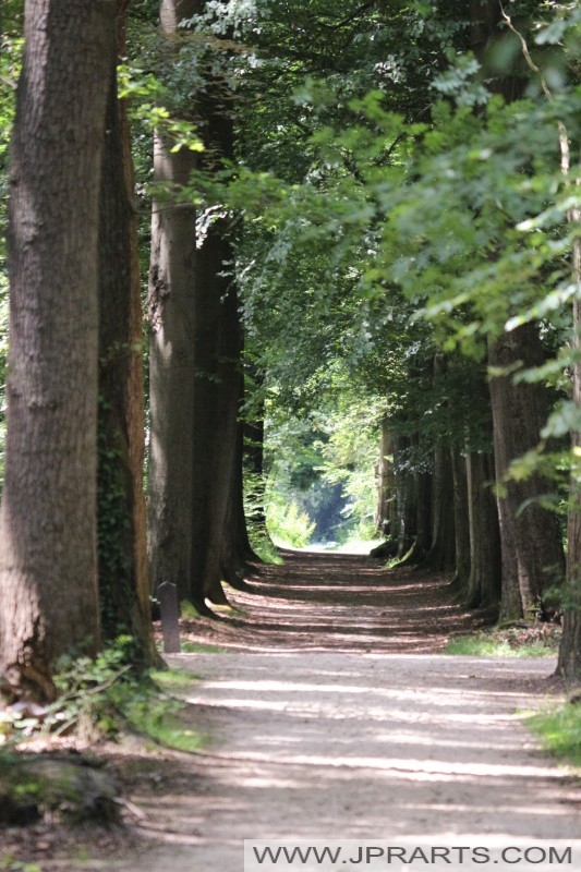 bospad in Asserbos (Assen, Nederland)