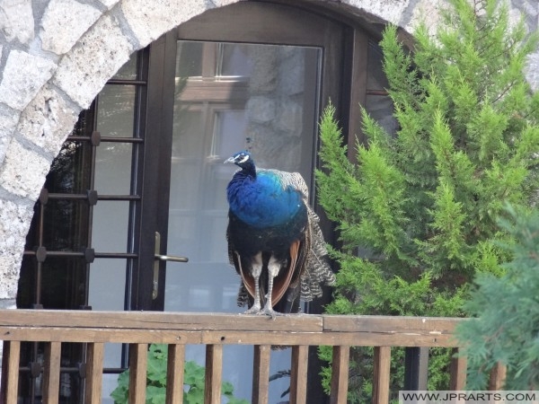 Peacock in the St Naum Monastery (Macedonia) паун в Наум манастир Св (Македония)