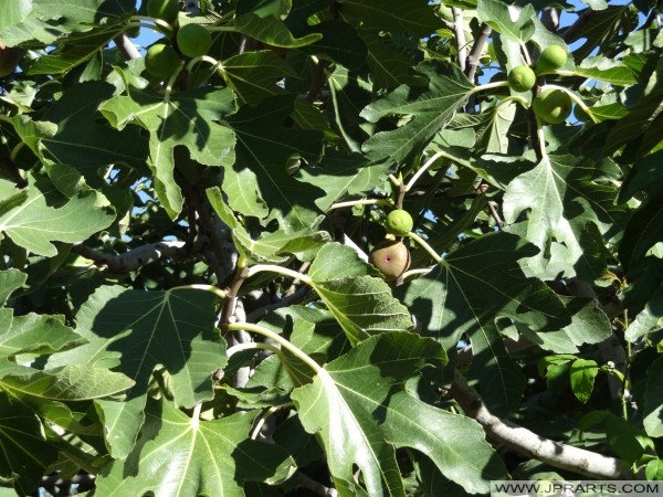 Figs in Lin (Albania) Lin incir (Arnavutluk)
