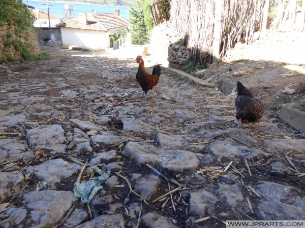 chickens on the street in Lin (Albania) kuřata v ulicích Lin, Albánie