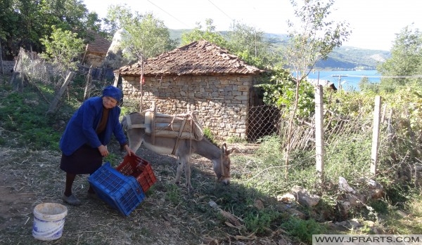 farmer with donkey in Lin (Albania) пољопривредник са магарцем у Лин (Албанија)