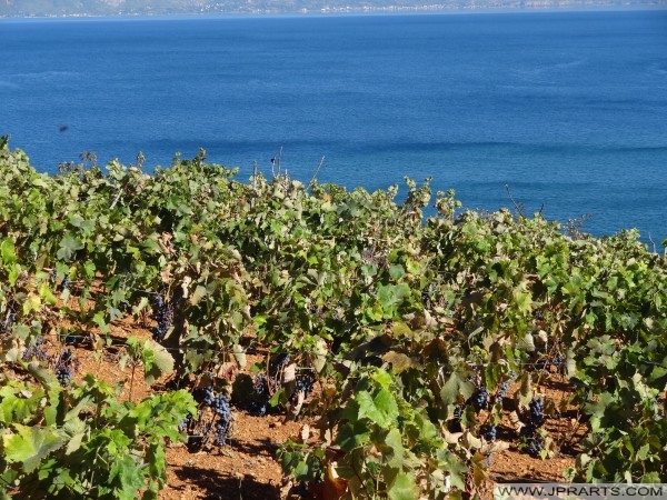 Grapevines close to Lake Ohrid (Lin, Albania) Лозја во близина на Охридското Езеро (Лин, Албанија)