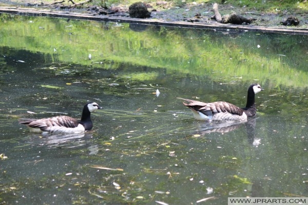 Schwimmen Weißwangengänse (Nonnengänse) 