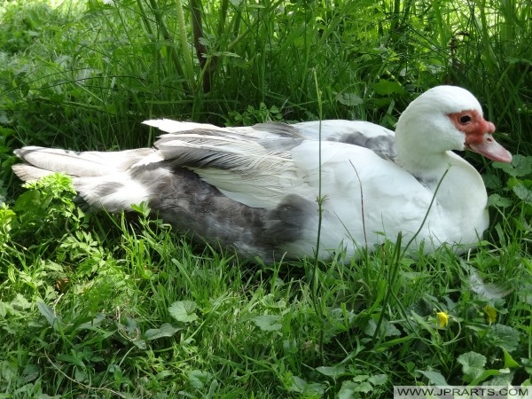 Cairina moschata 疣鼻棲鴨