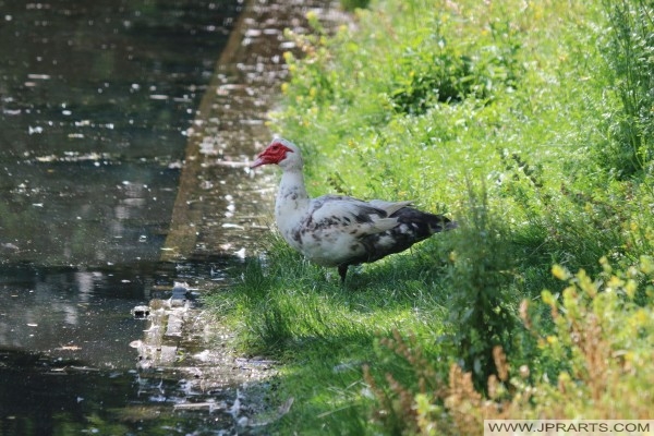 muscovy drake Piżmówka na krawędzi wody