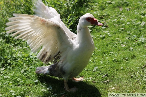 muscovy duck with wings outstretched Pato-selvagem com asas estendidas