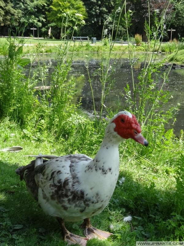 Muscovy Duck Cairina moschata