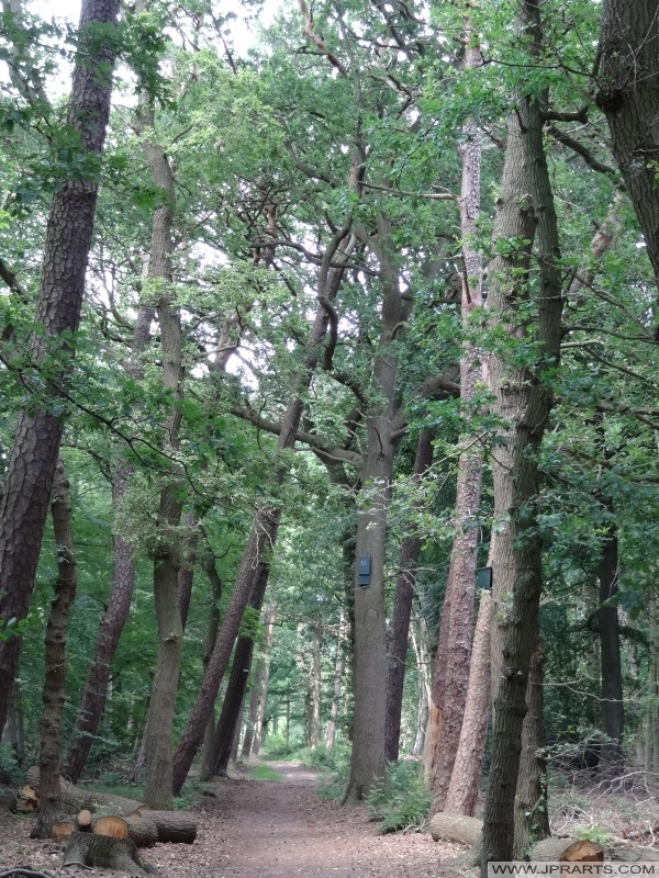 vogelhuisjes in de bomen van het Asserbos (Assen, Nederland)