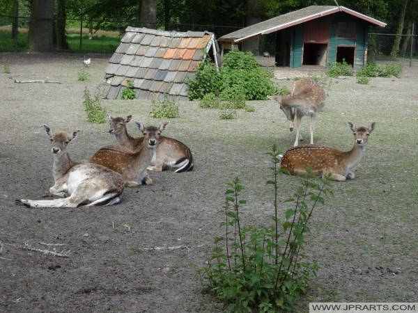 Deer in Deurne, Netherlands 在德尔纳,荷兰鹿