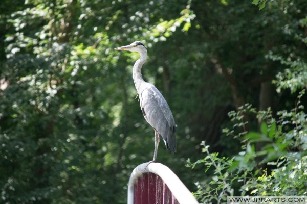 Fotos de aves