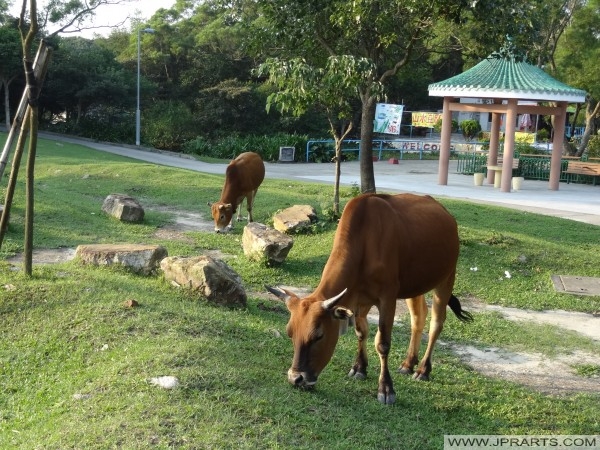 Free walking cattle in Ngong Ping 360, Hong Kong Rinder in Ngong Ping 360, Hongkong