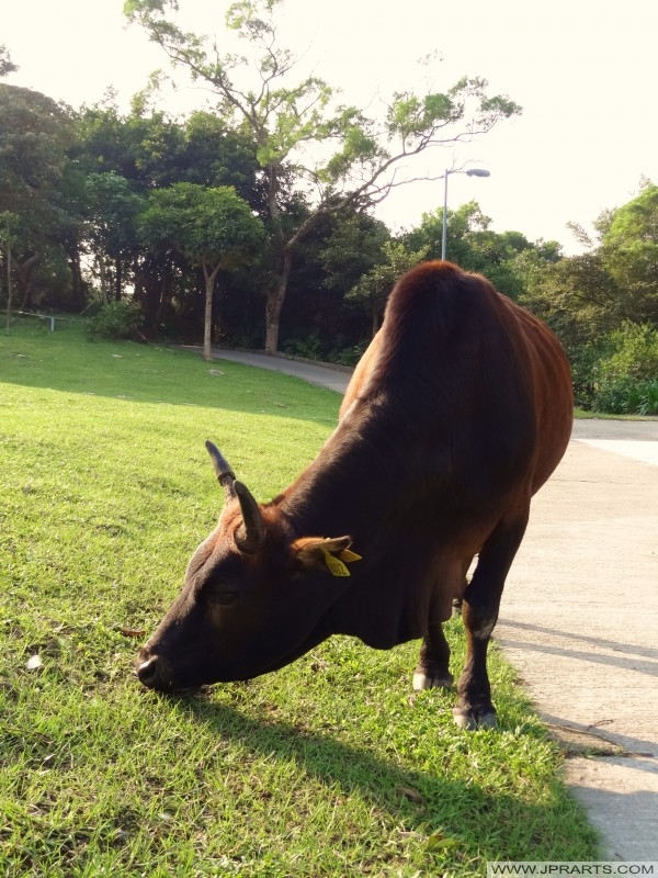 Cow on Lantau Island, Hong Kong Sapi di Lantau Island, Hong Kong