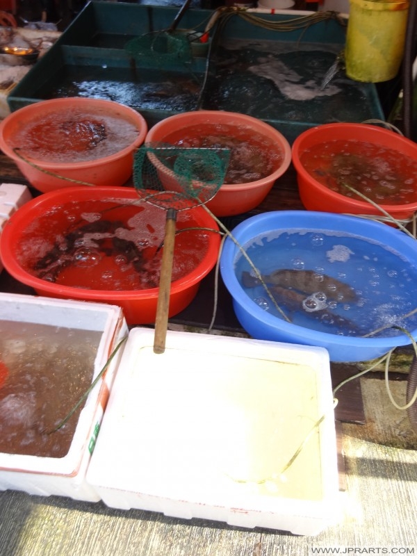 Fresh Fish for sale in the Fishing Village Tai O, Hong Kong świeże ryby na sprzedaż w wiosce rybackiej Tai O, Hong Kongu