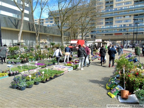 Plantas en el Mercado de Tilburg (Países Bajos)