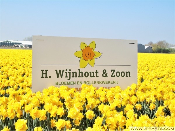 Flower and Bulb Farm H. Wijnhout & Zoon in the Bollenstreek (Hillegom, the Netherlands) Flower and Bulb Farm H. Wijnhout & Zoon in the Bollenstreek (Hillegom, the Netherlands)