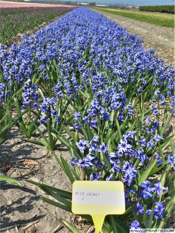 Hyacinth Blue Jacket in the Dutch Bulb Region Hyacinth Blue Jacket in the Dutch Bulb Region