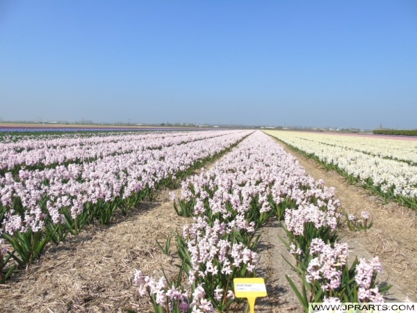 Hyacinth White Pearl in the Bollenstreek, Holland Hyacinth White Pearl in de Bollenstreek, Nederland
