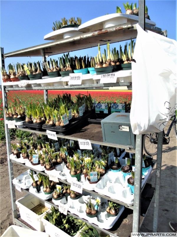Sale of Flower Bulbs in the Dutch Bulb Region Sale of Flower Bulbs in the Dutch Bulb Region