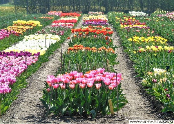 Tulip Farm in the Bulb Region, the Netherlands Tulip Farm in the Bollenstreek, the Netherlands