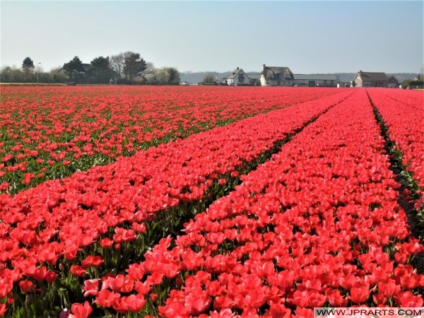 Dutch flower field in the Bulb Region (Bollenstreek) 荷兰花田在灯泡区域