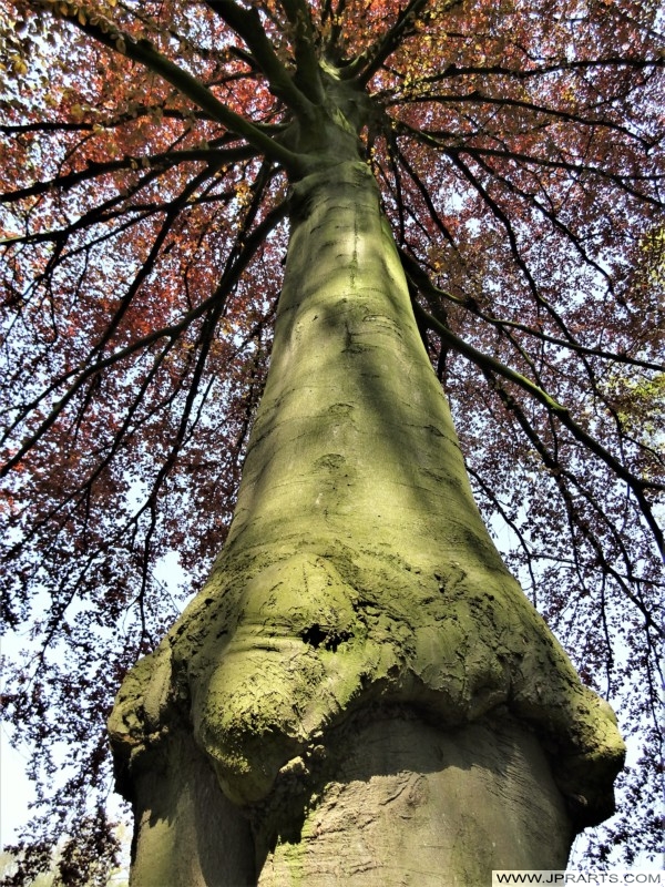 Old Tree in Donckse Bos (Ridderkerk, Netherlands) Oude Boom in het Donckse Bos (Ridderkerk, Nederland)