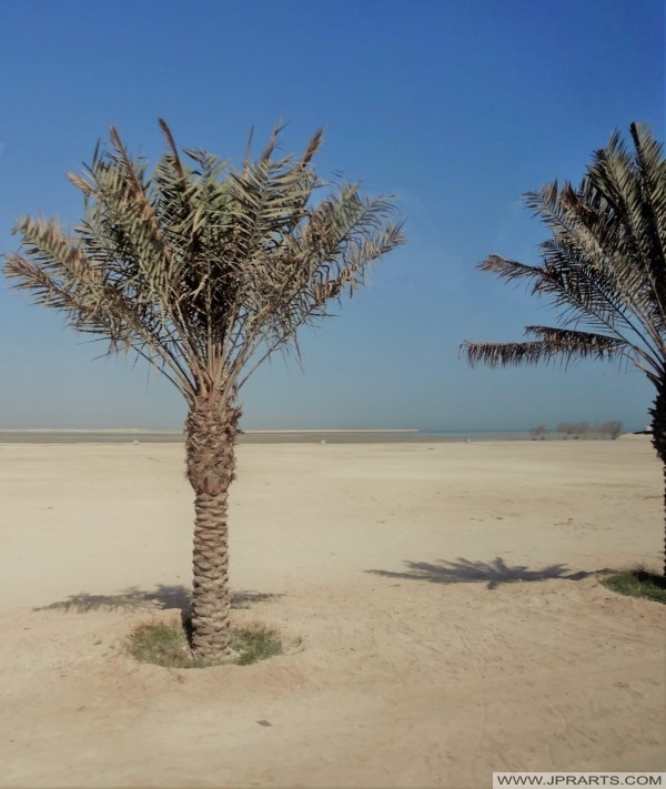 Landscape in Bahrain