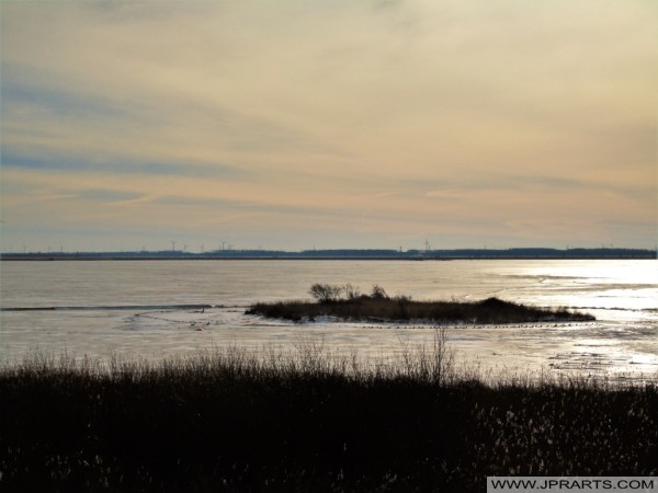 Cold Winter in the Netherlands (Oostvaardersplassen February 2021) Freddo Inverno nei Paesi Bassi (Oostvaardersplassen Febbraio 2021)