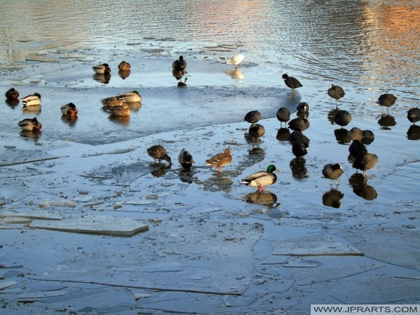 Birds in the Dutch winter 荷兰冬季的鸟类