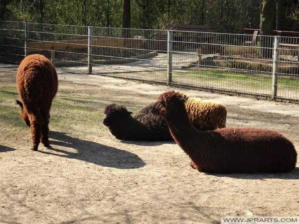 Alpacas in the Kleve Zoo, Germany Alpakalar, Kleve Hayvanat Bahçesi, Almanya